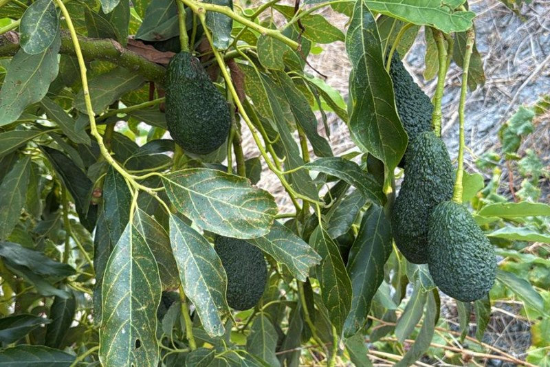 Avocadorarität Maluma Bio von Julian