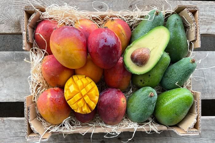 avocado aufbewahren box Mango-Avocado Bio Box Aktionspreis % 4kg