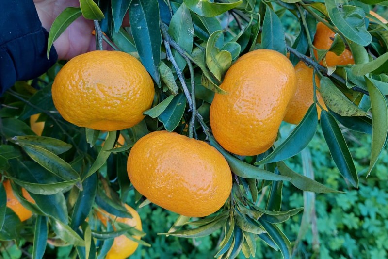 Mandarinen Nova Bio Sizilien