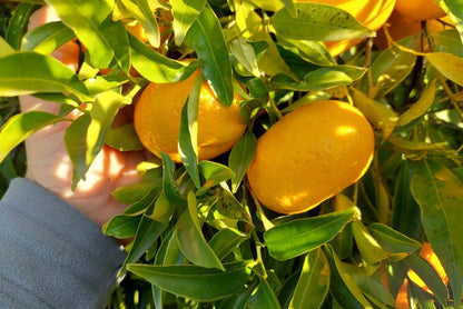 Mandarinen Nova Bio Sizilien