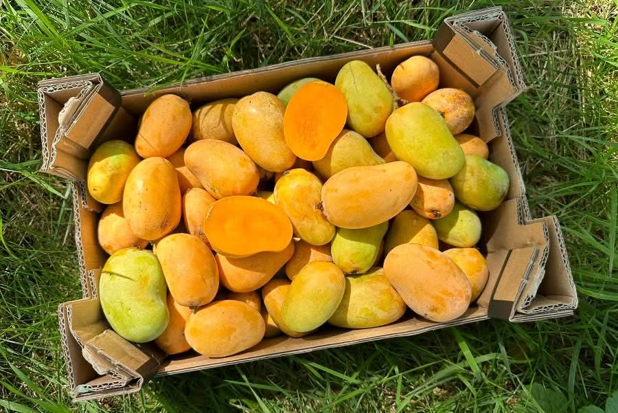Frische Baby-Mangos Ataulfo aus Spanien in Kartonbox – mango ataulfo kaufen spanien direkt vom Erzeuger Julian