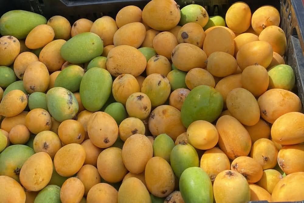 Frische Baby-Mangos Ataulfo aus Spanien – direkt nach der Ernte sortiert in Bioqualität. mango ataulfo kaufen spanien.