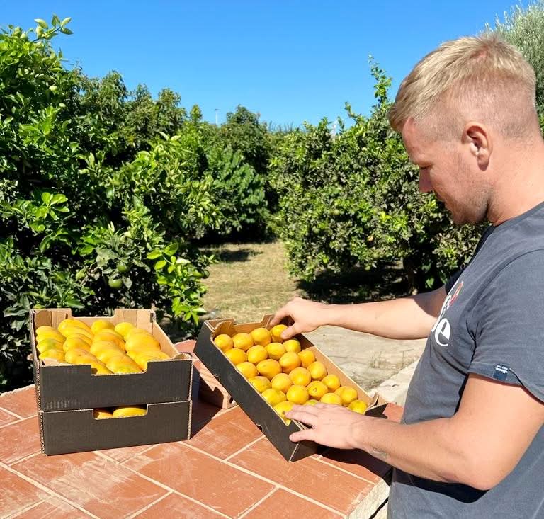 Julian prüft frische Bio-Baby-Mangos Ataulfo direkt nach der Ernte in Spanien. mango ataulfo kaufen spanien.