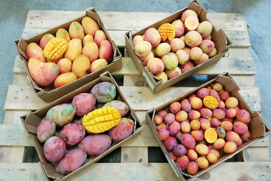 Mango Mix "Andalusien" wild & Bio von Rufino 4 Boxen a 4kg