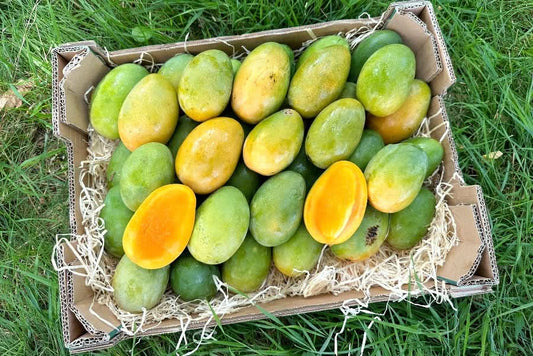 Mango Dasheri naturbelassen