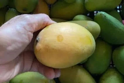Mango Box Dusheri 4kg Special Deal