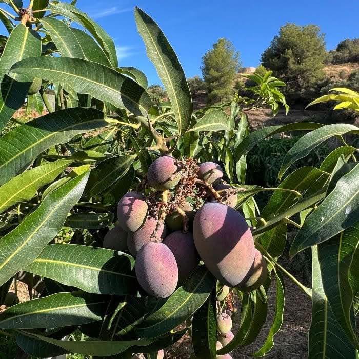 Baby-Mangos Irwin direkt am Baum in Spanien – unreif und bio, perfekt zum Vorbestellen. Mango Irwin kaufen Spanien.