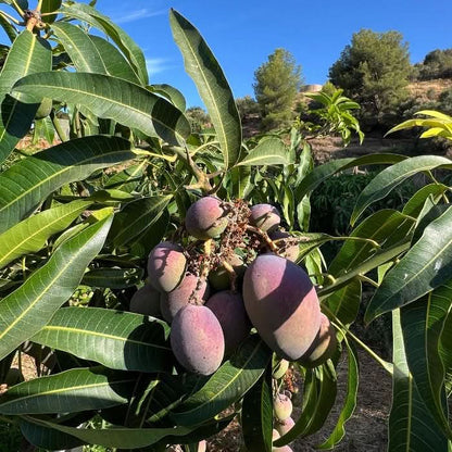 Baby-Mangos Irwin direkt am Baum in Spanien – unreif und bio, perfekt zum Vorbestellen. Mango Irwin kaufen Spanien.