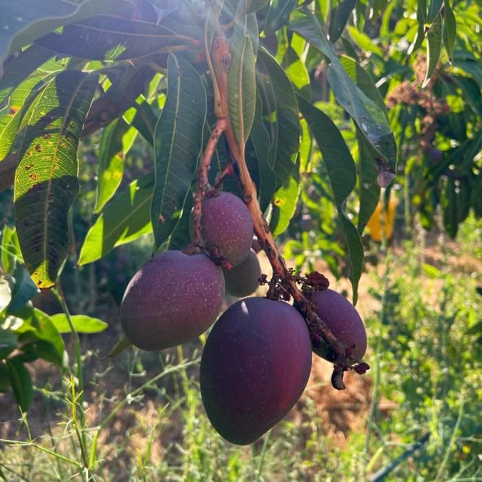 Reife Baby-Mangos der Sorte Irwin direkt am Baum – Bio-Anbau in Spanien. Jetzt Mango Irwin kaufen Spanien.