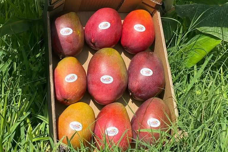Mango Irwin Edelsorte Bio von Julian Sparpreis-Box % 2kg
