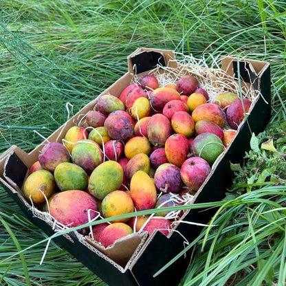 Bio Baby-Mangos Irwin aus Spanien in Naturkiste direkt vom Feld – frisch geerntet und ideal für mango Irwin kaufen Spanien