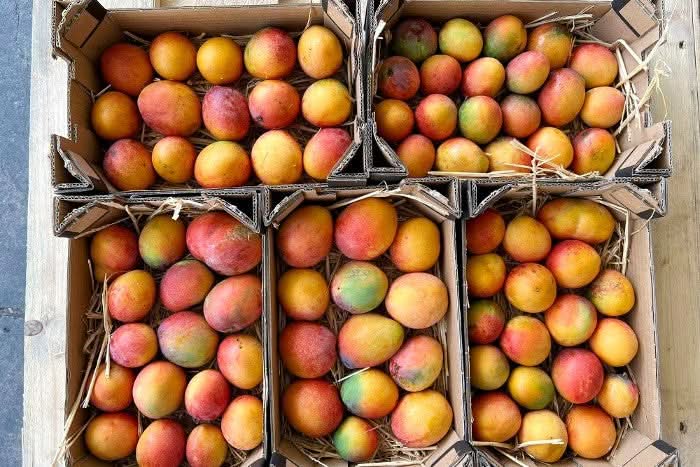 Bio Baby-Mangos Irwin aus Spanien in 3kg-Karton von Finca Julian – direkt vom Erzeuger, ideal für mango Irwin kaufen Spanien