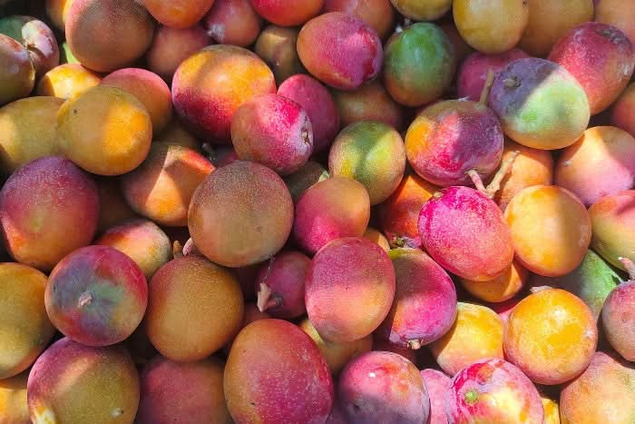 Frisch geerntete Bio Baby-Mangos Irwin aus Spanien in leuchtenden Farben – ideal für mango Irwin kaufen Spanien