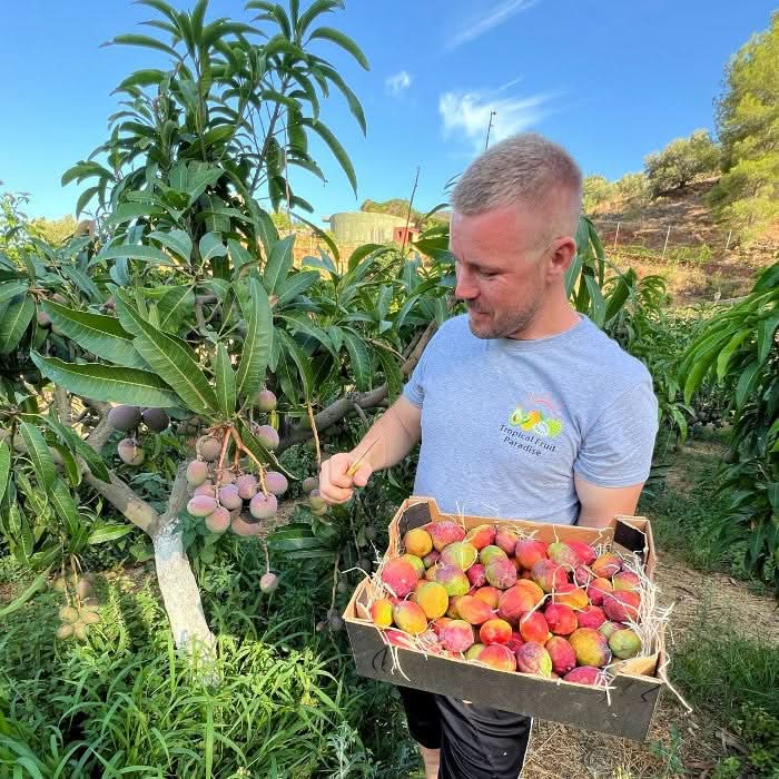 Julian erntet Bio Baby-Mangos Irwin direkt auf seiner Finca in Spanien – frisch gepflückt und bereit zum Versand, ideal für mango Irwin kaufen Spanien