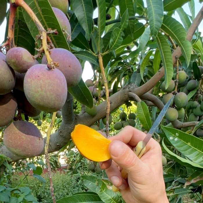 Frisch aufgeschnittene Bio Mango Irwin direkt am Baum auf der Finca in Spanien – leuchtend orange und ideal für mango Irwin kaufen Spanien
