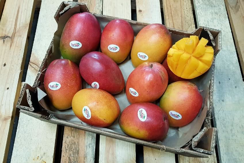 Mango Irwin Edelsorte Bio von Julian Sparpreis-Box % 2kg