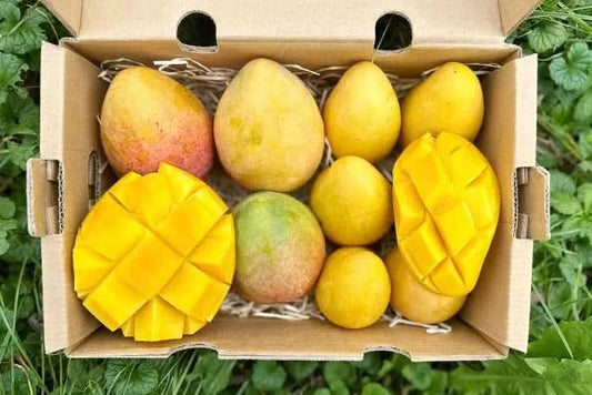 Mango Duo Ataulfo & Kent baumgereift