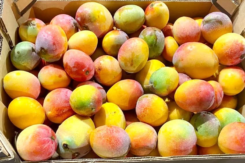 Frische Bio Baby-Mangos Irwin aus Spanien von Finca Cayetana – bunt gereift und bereit zum Verzehr, ideal für mango kaufen Irwin Spanien