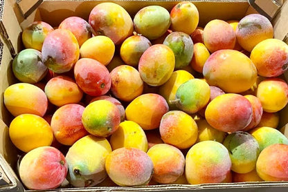 Frische Bio Baby-Mangos Irwin aus Spanien von Finca Cayetana – bunt gereift und bereit zum Verzehr, ideal für mango kaufen Irwin Spanien