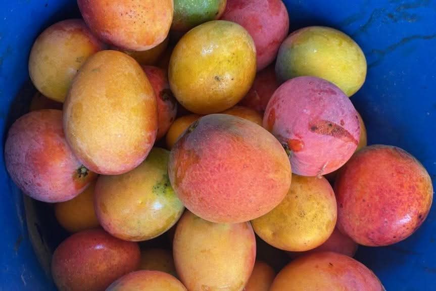 Frisch geerntete Bio Baby-Mangos Irwin aus Spanien mit natürlicher Schale und Feuchtigkeit – ideal für mango kaufen Irwin Spanien