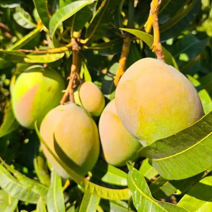 Mango Mix von Julian Sparbox