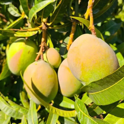 Mango Mix von Julian Sparbox