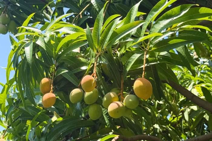 Baby-Mangos der Sorte Kensington Pride am Baum auf Julians Bio-Finca in Spanien – perfekt für alle, die Mango Kensington kaufen Spanien möchten
