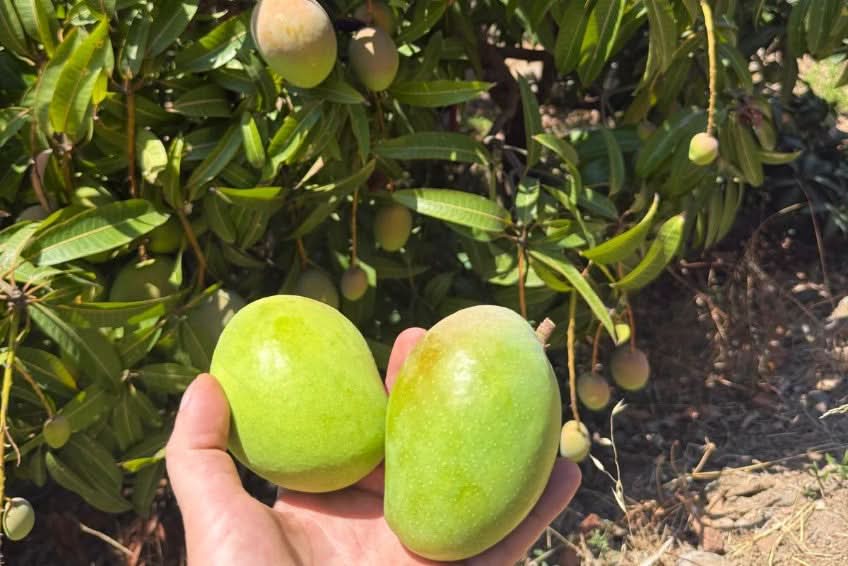 Unreife Baby-Mangos der Sorte Kensington Pride frisch vom Baum – direkt aus Andalusien für alle, die Mango Kensington kaufen Spanien möchten