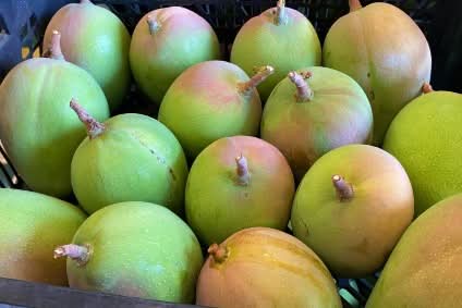 Mango Kensington Pride von Julian Farmerbox