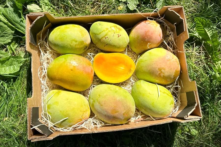 Mango Kensington Pride von Julian Farmerbox