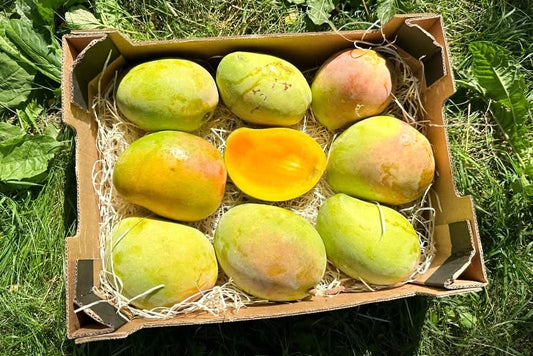 Mango "Kensington Pride" von Julian