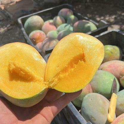 Mango-Stan" Lover Bio Box % 2,5kg