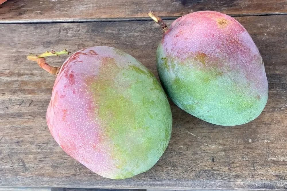 Mango Haden Bio von Julian 1kg Kennenlernpreis