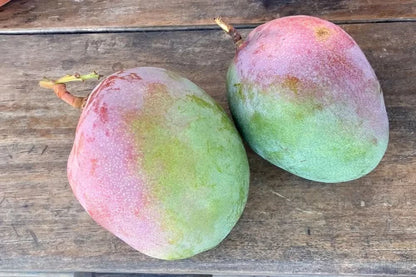 Mango Haden Bio von Julian 1kg Kennenlernpreis