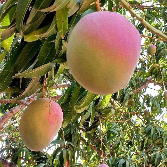 Mango Kent Bio baumgereift
