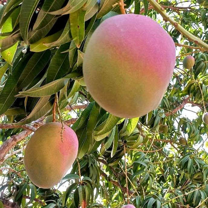 Mango Kent Bio baumgereift