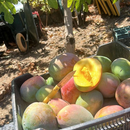 Mango Keitt von Julian Aktionspreis % 1kg