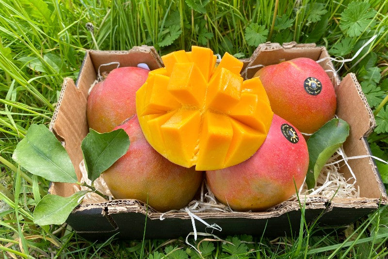 Mango Kent baumgereift Sonderaktion %