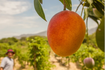 Mango Kent Bio baumgereift