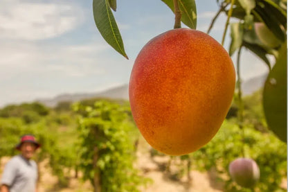 Mango Kent baumgereifte Flugware