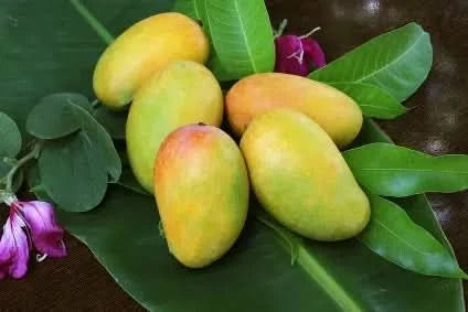 Frisch geerntete Baby-Mangos der Sorte Keong aus Spanien, reif und bio – jetzt Mango Keong kaufen