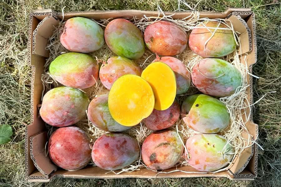 Mangorarität Manzanita (Apfelmango) von Julian Sparpreis-Box % 4kg