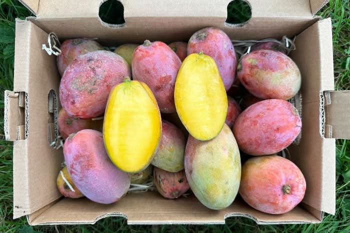 Bio Baby-Mangos Osteen in 2kg Box direkt von Mathias – mango osteen kaufen spanien