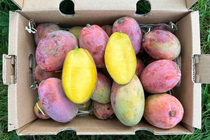 Bio Baby-Mangos Osteen in 2kg Box direkt von Mathias – mango osteen kaufen spanien
