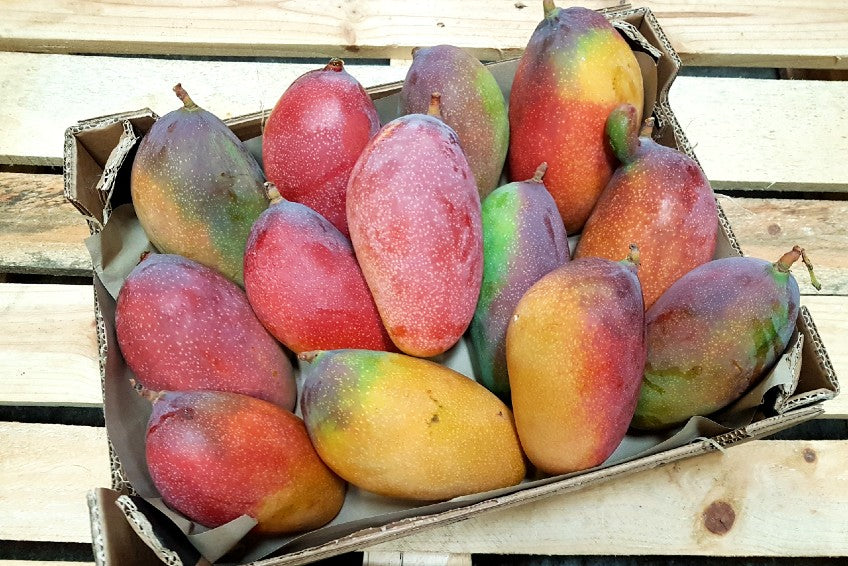 Mango Pico de Loro (Papageienschnabel) Bio von Julian