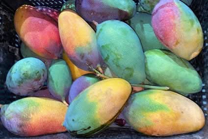 Mango Pico de Loro Bio von Rufino Box 4kg Aktionspreis ab 4.10. lieferbar!