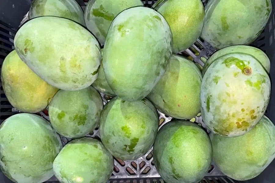 Mangorarität Safeda Bio von Rufino Aktionspreis % 1kg
