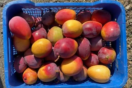 Mango Sensacion Bio (Finca de la Axarquia) Box 4kg