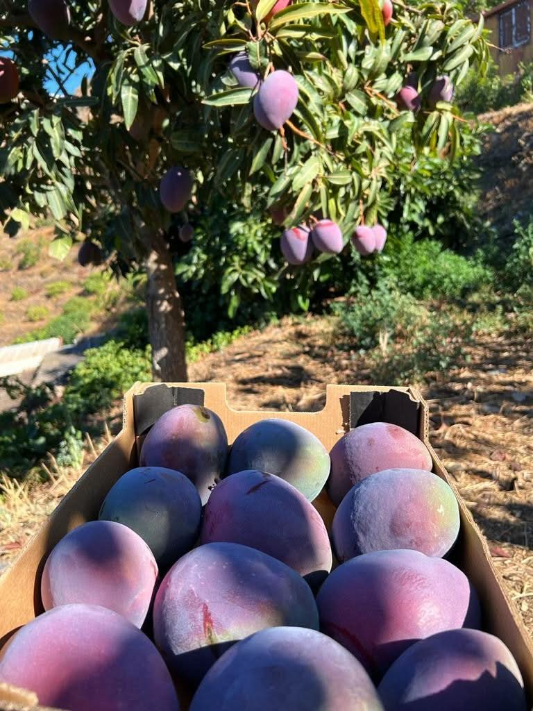 Mango Sensacion von Julian Aktionspreis %