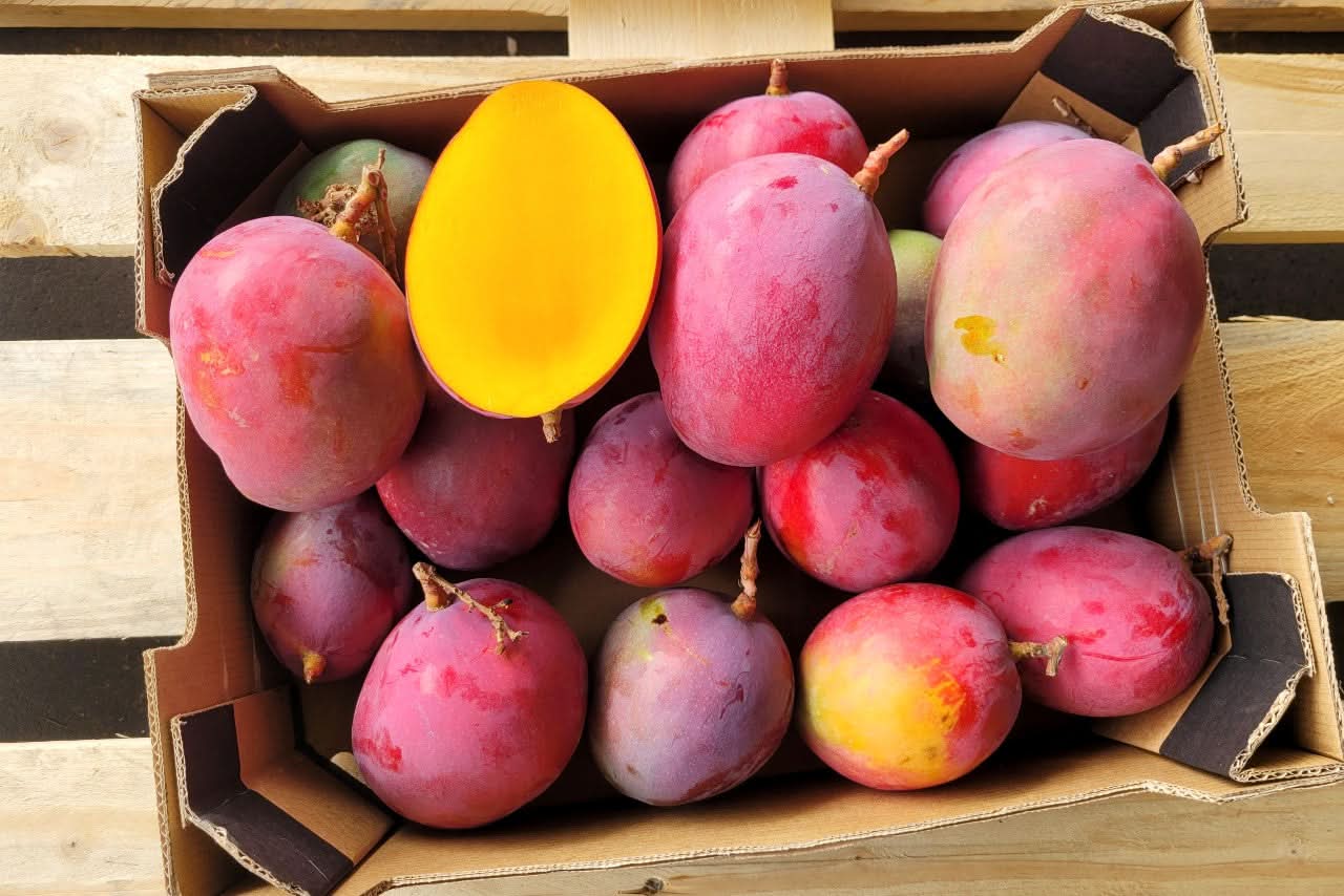 Mango Irwin & Sensacion Bio Aktionsbox
